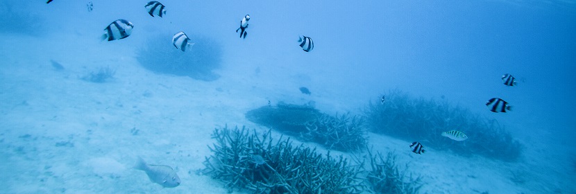 近岸海域生物監測